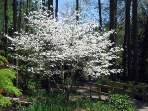 Appalachian Spring dogwood