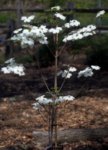 One of our Appalachian Spring dogwoods in bloom.
