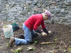 May 2014--Ellen Reese works on weeding and digging out invasive vine roots